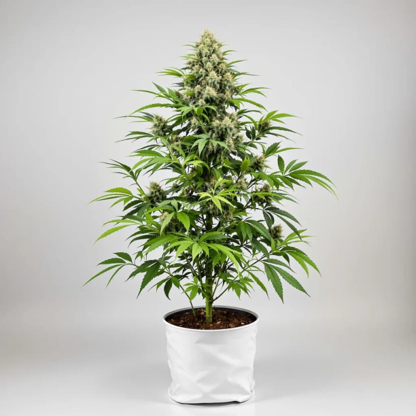 Lemon Kush feminized cannabis plant