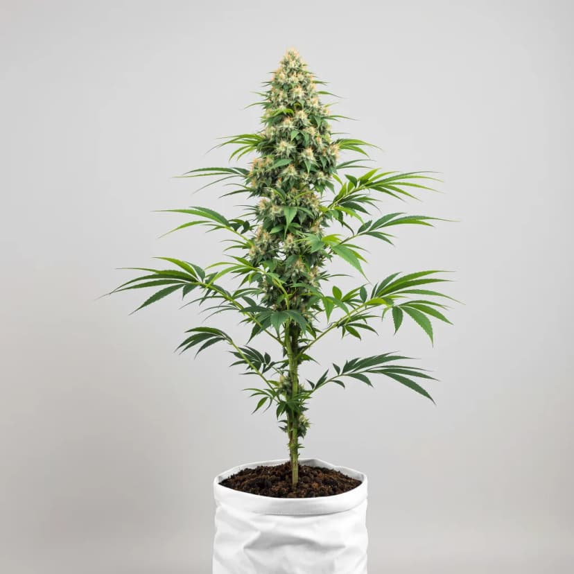Lemon OG Kush autoflower cannabis plant