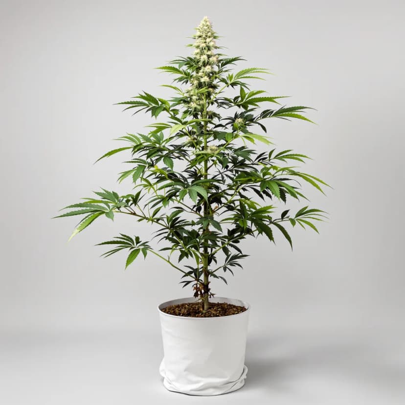 Lemon Skunk feminized cannabis plant