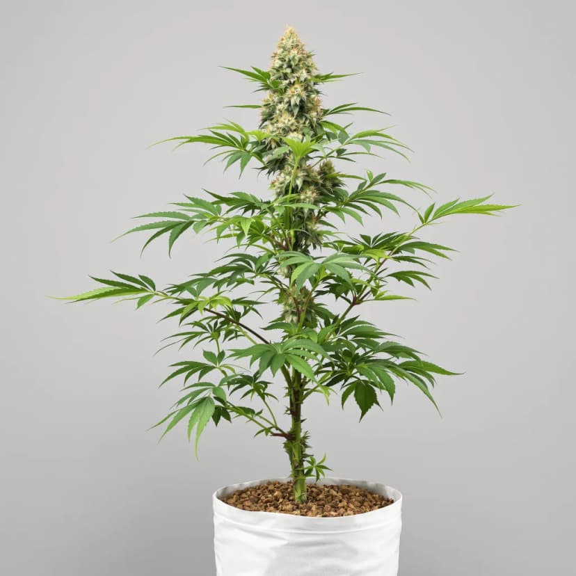 Lemon Thai feminized cannabis plant