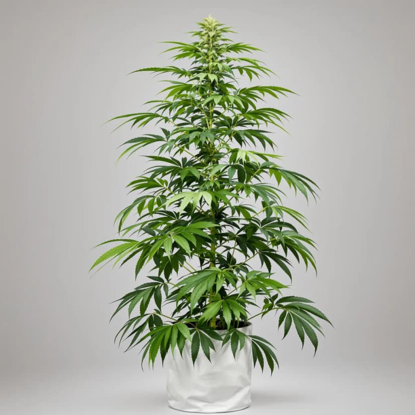 Liberty Haze feminized cannabis plant