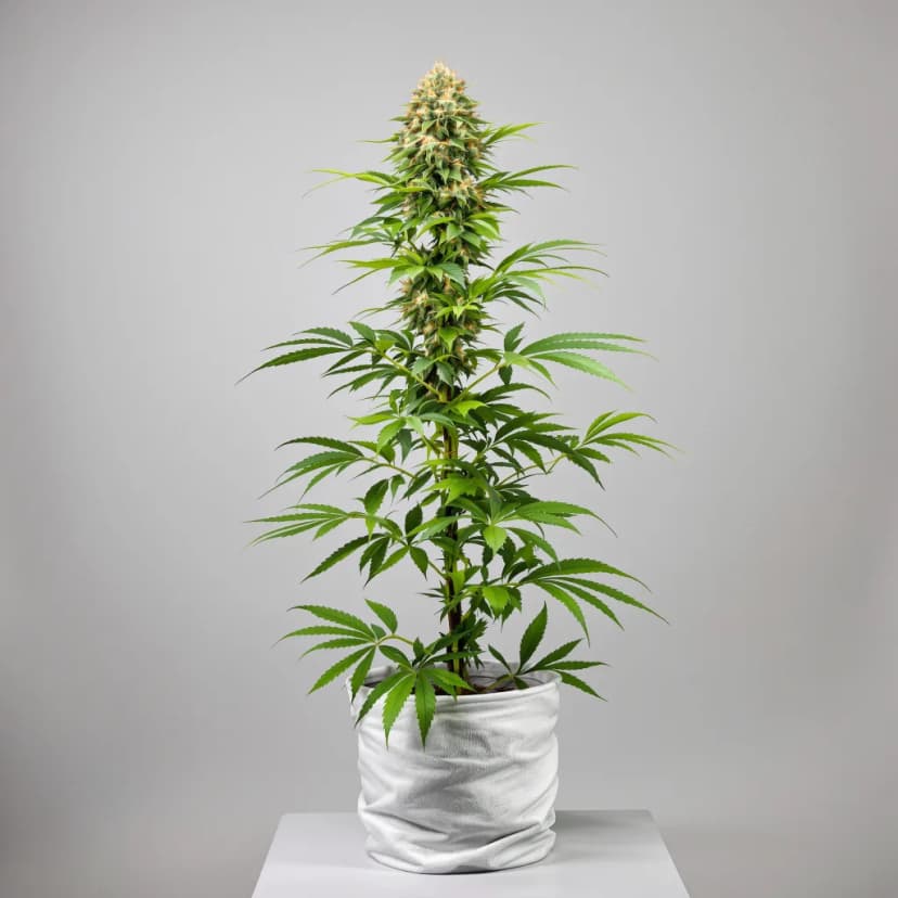 Lime Purple Mist feminized cannabis plant
