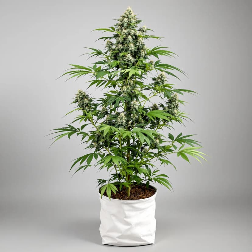 Lowryder autoflower cannabis plant