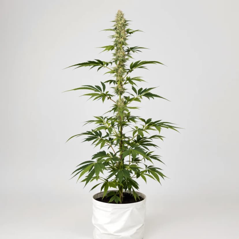 Lowryder feminized cannabis plant