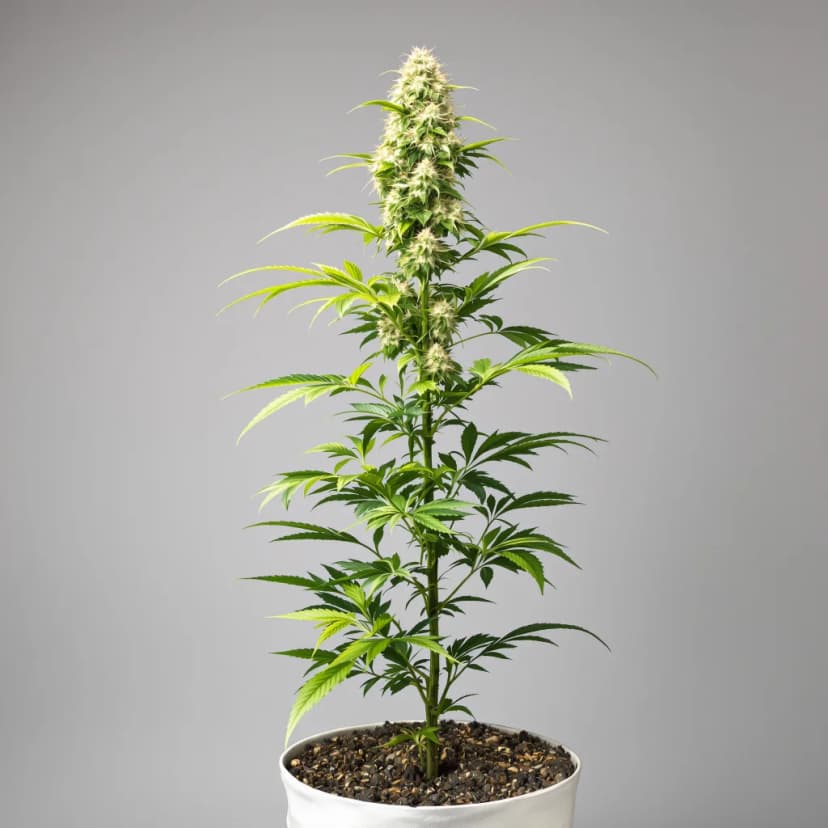 LSD feminized cannabis plant