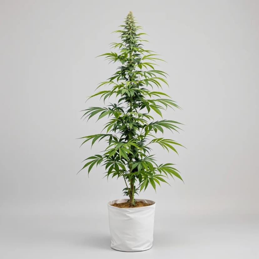 Lucid Dream feminized cannabis plant