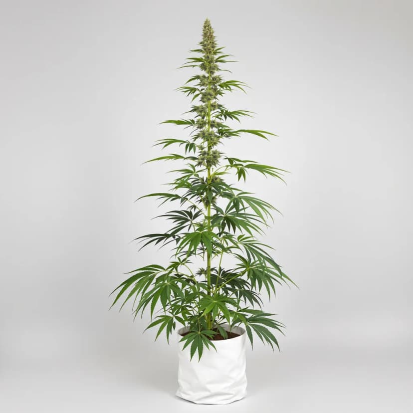 Lucid Dream Kush autoflower cannabis plant