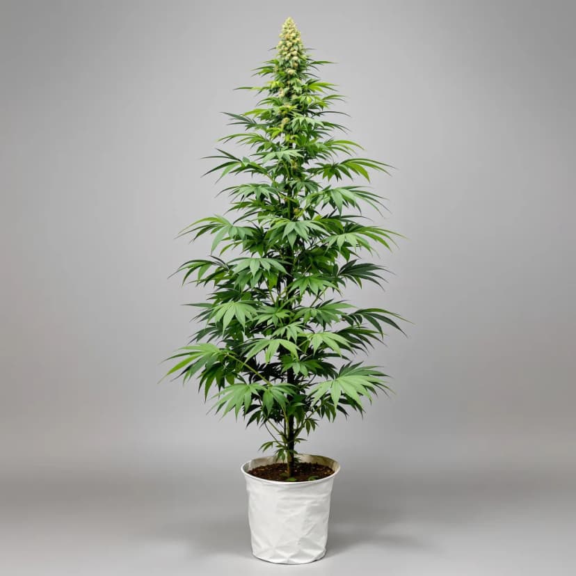 Lucid Dream Kush feminized cannabis plant