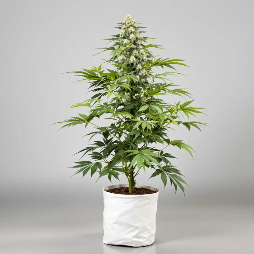 Lucky feminized cannabis plant