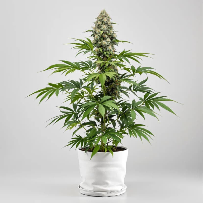 Mad Scientist feminized cannabis plant