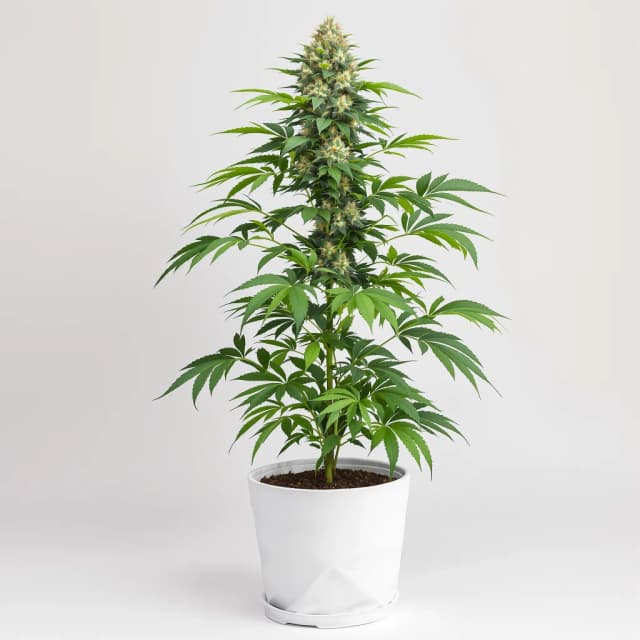 Mafia Funeral feminized cannabis plant