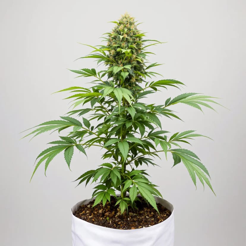 Mag Landrace feminized cannabis plant