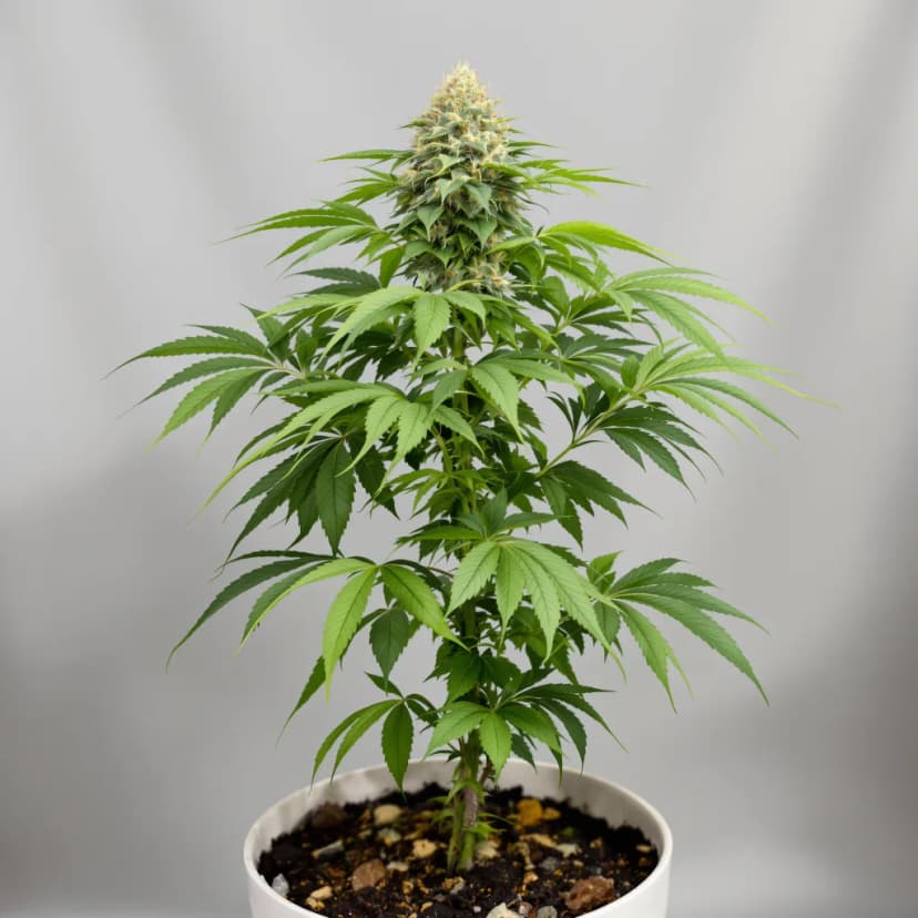 Magic Beans OG feminized cannabis plant
