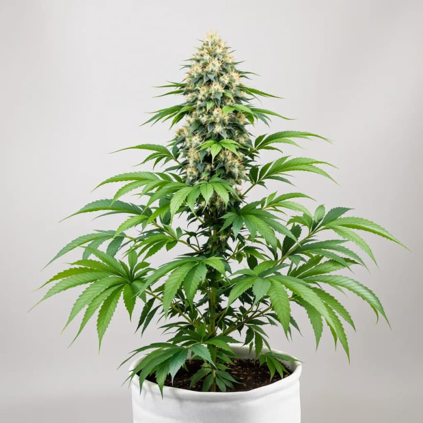 Majestic 12 feminized cannabis plant