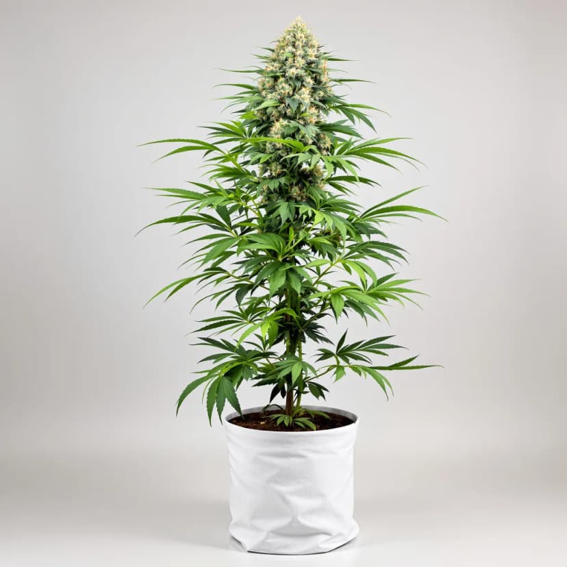 Mandala #1 feminized cannabis plant