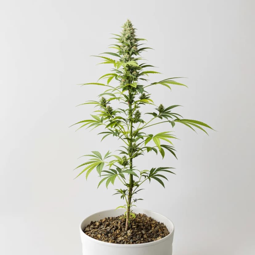 Mandarin autoflower cannabis plant