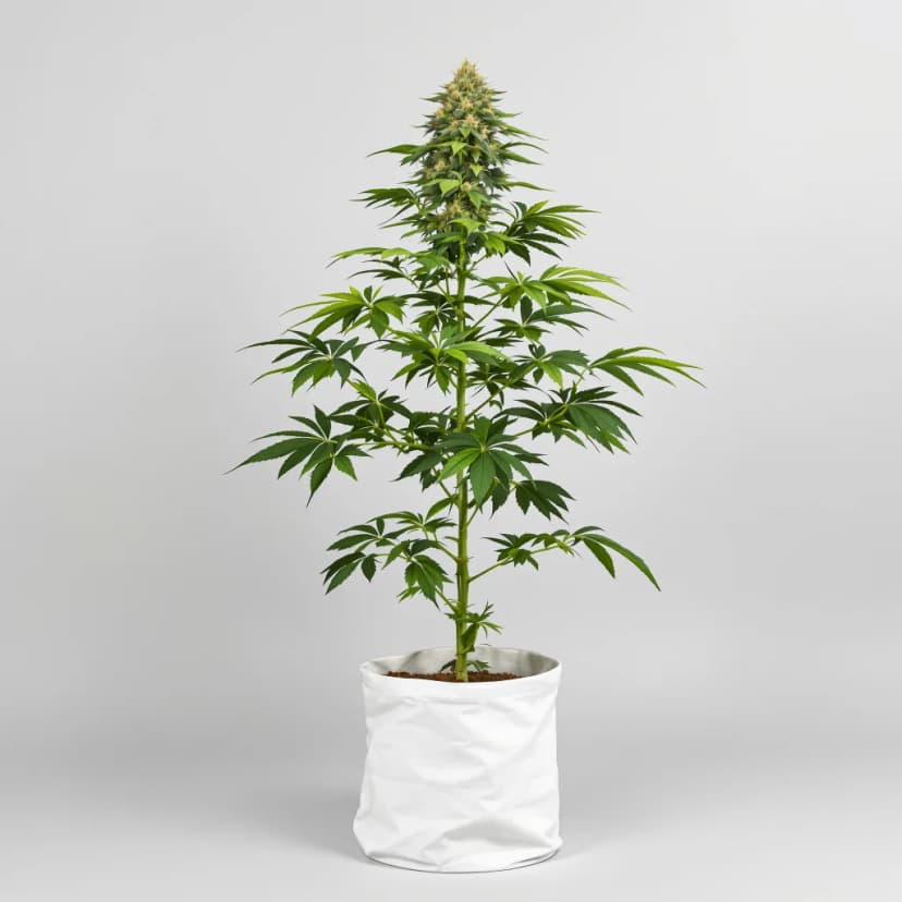 Mandarin feminized cannabis plant