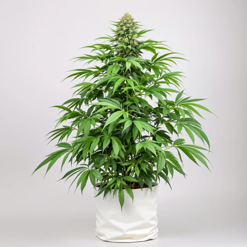 Mandarine feminized cannabis plant