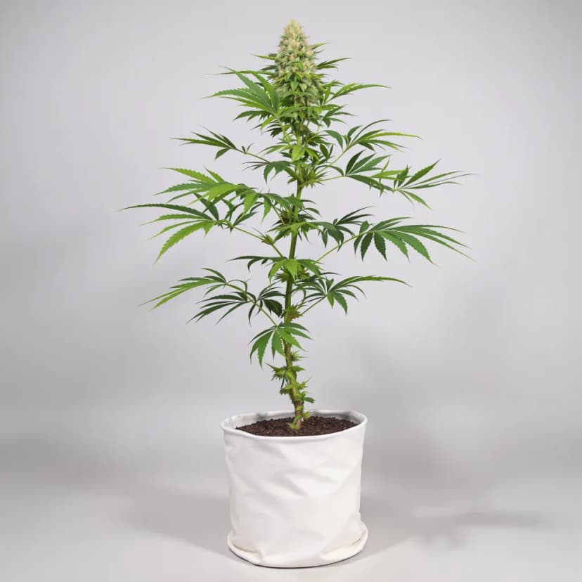 Mango Kush feminized cannabis plant