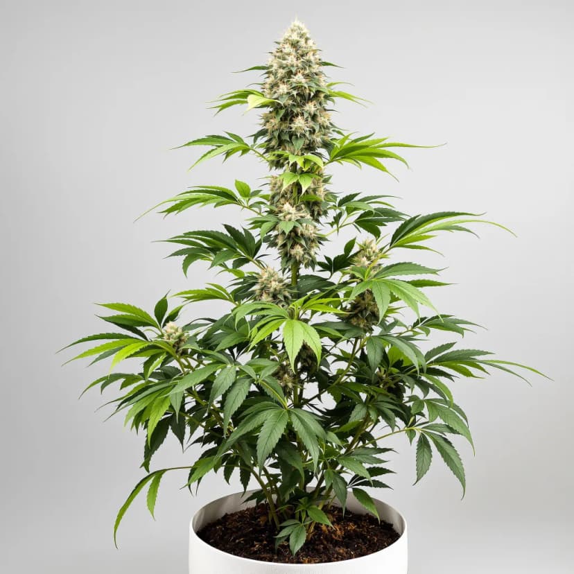 Michigan Poison feminized cannabis plant