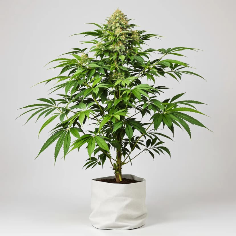 Marcosus Marshmellow feminized cannabis plant