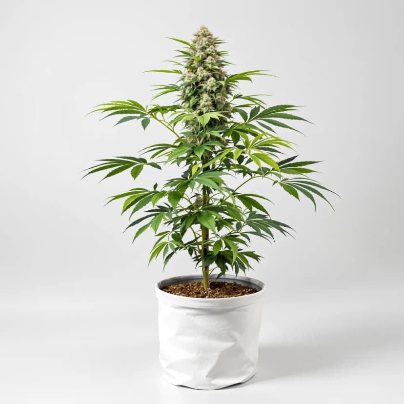 Mars OG feminized cannabis plant