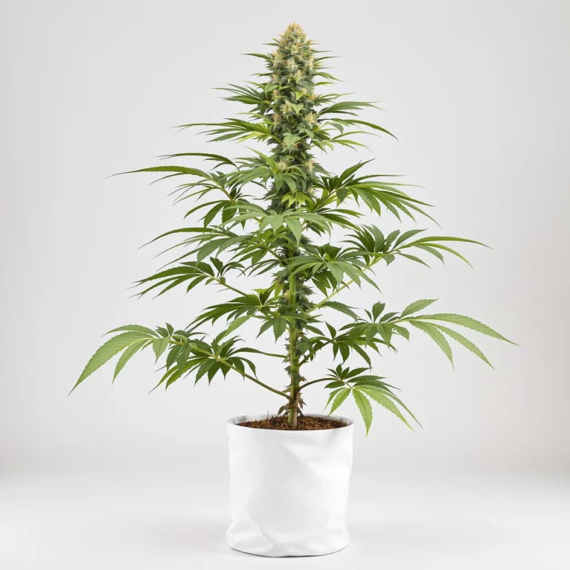 Master Bubba autoflower cannabis plant