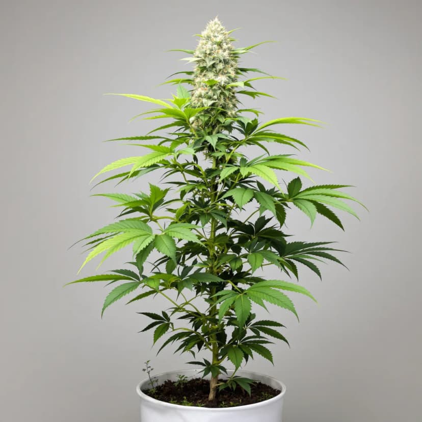 Master Bubba feminized cannabis plant