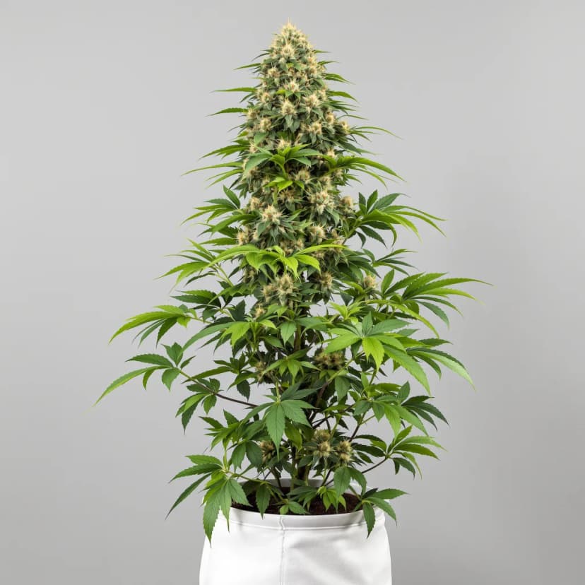Master Jedi autoflower cannabis plant
