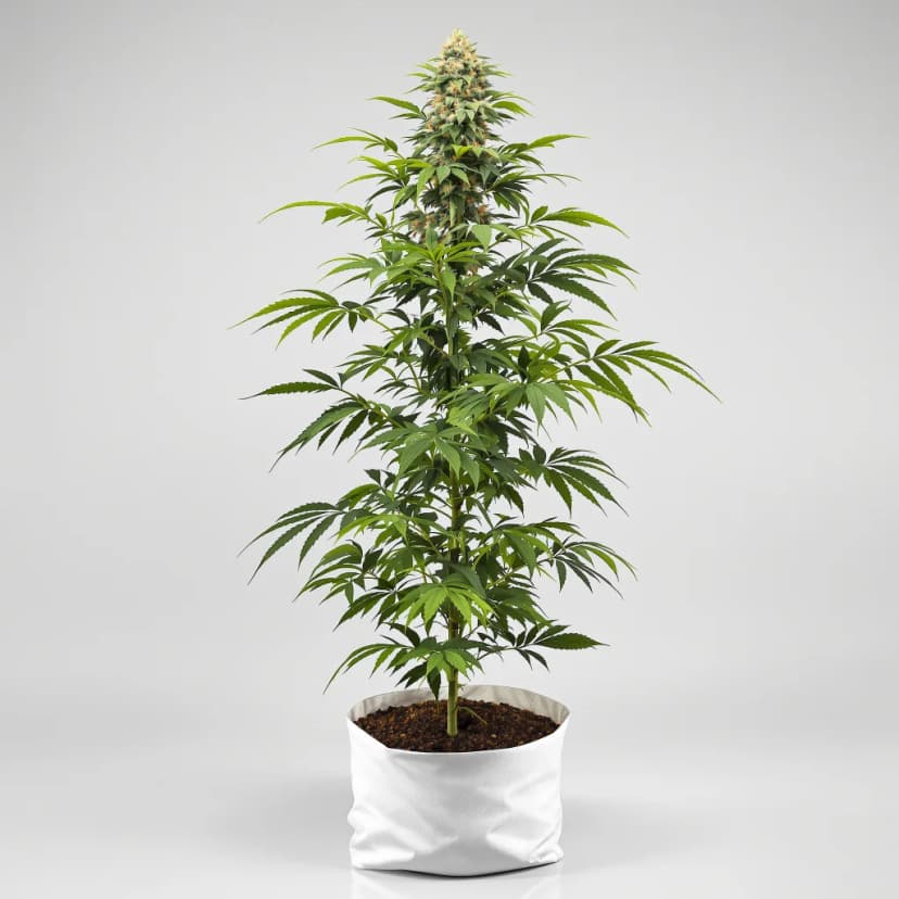 Master Yoda autoflower cannabis plant