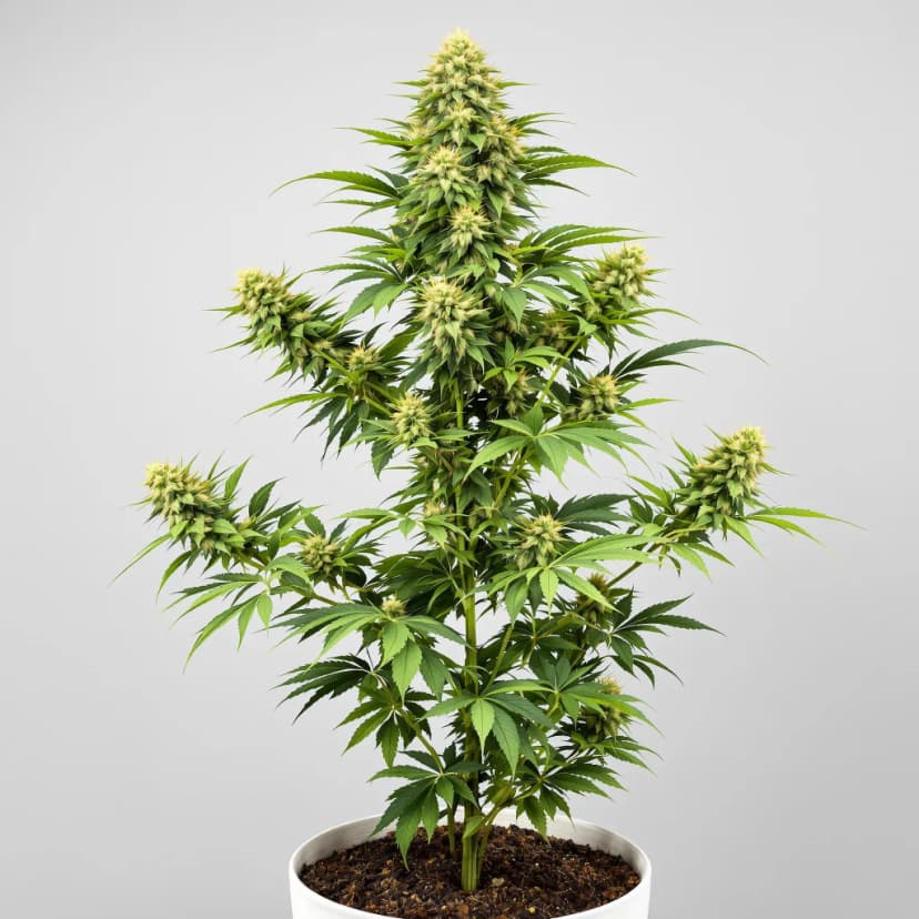 Matanuska Tundra feminized cannabis plant