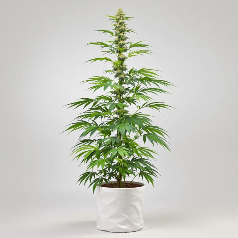 Maui autoflower cannabis plant