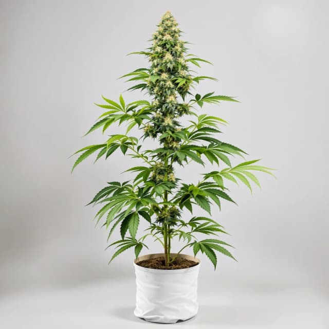 Maui Haole cannabis seeds packaging, Royal King Seeds USA