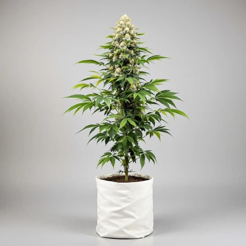 Mazar feminized cannabis plant