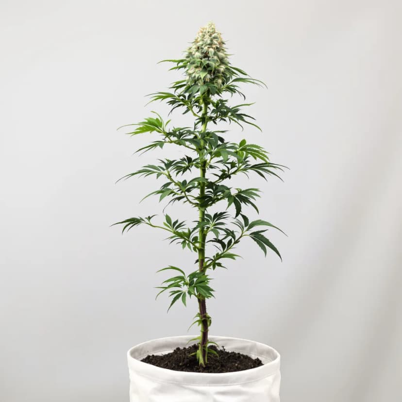 Mean Misty autoflower cannabis plant