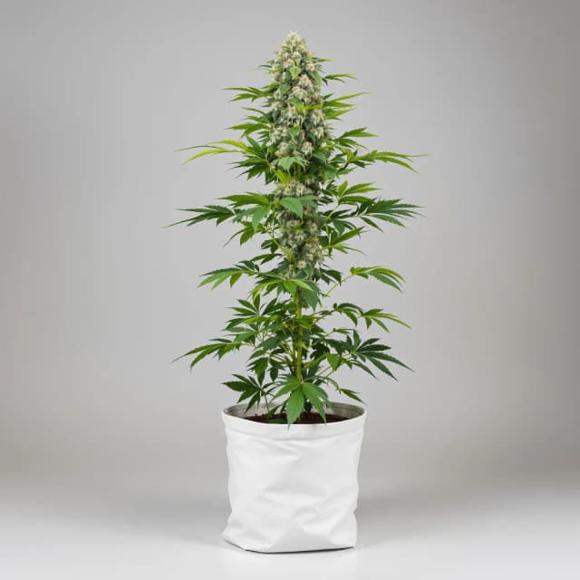 MedGom CBD feminized cannabis plant