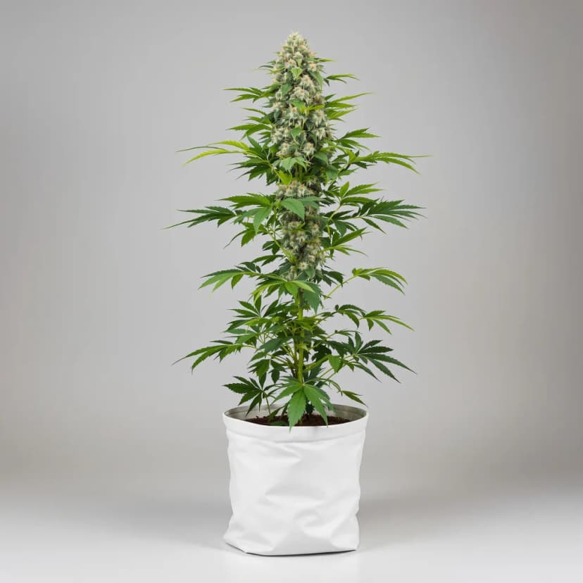 MedGom CBD feminized cannabis plant