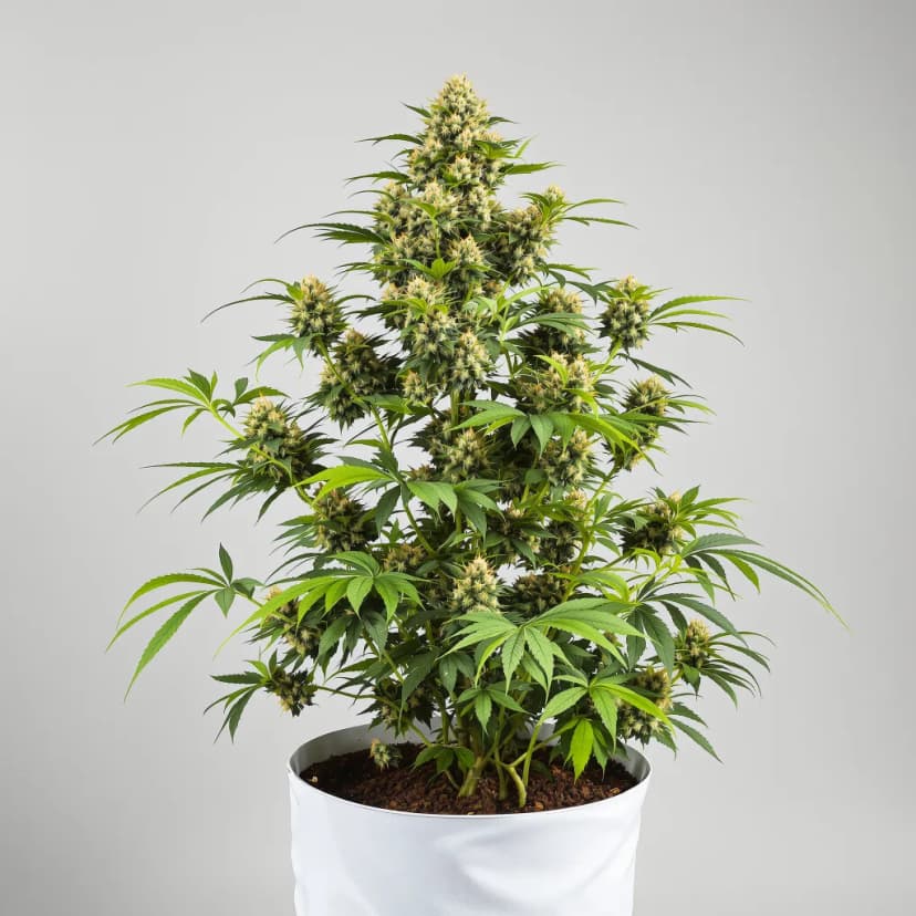 Medibud feminized cannabis plant
