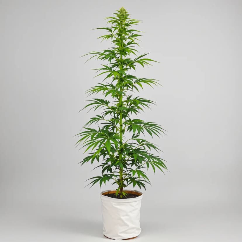 Melonade feminized cannabis plant
