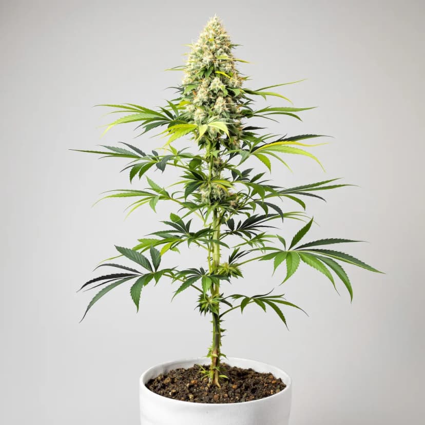Mendo Breath autoflower cannabis plant