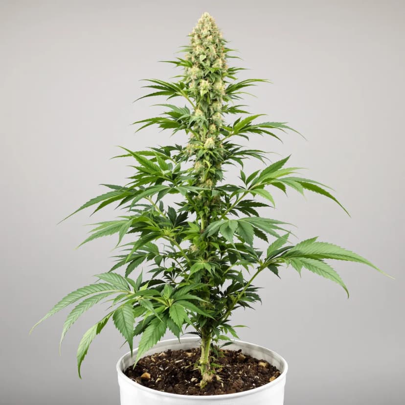 Mendo Breath feminized cannabis plant
