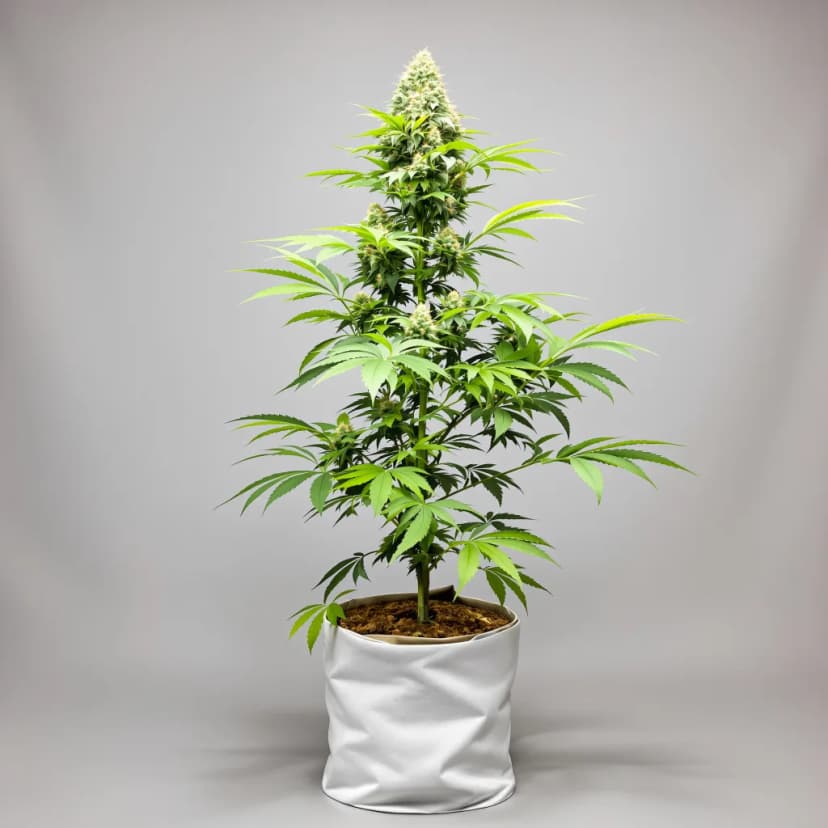 Mendocino Purps feminized cannabis plant