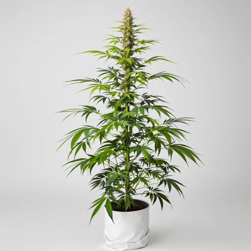 Mickey Kush autoflower cannabis plant