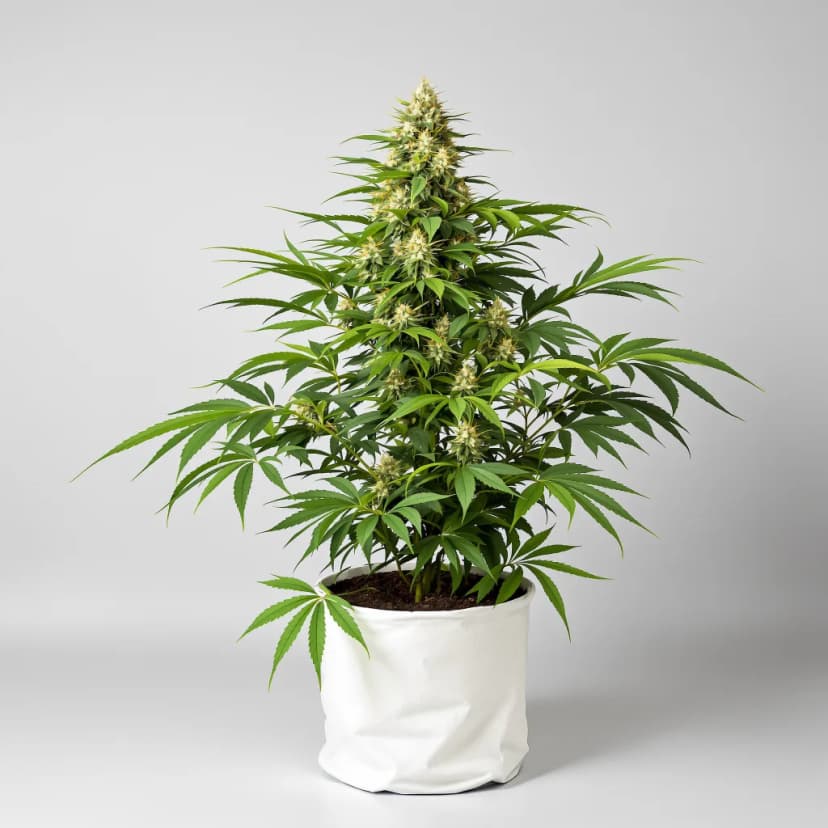Middlefork feminized cannabis plant