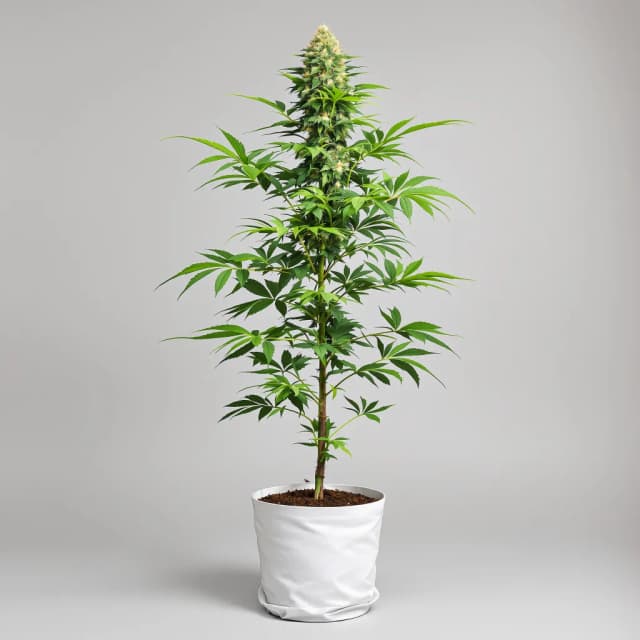 Midnight autoflower cannabis plant