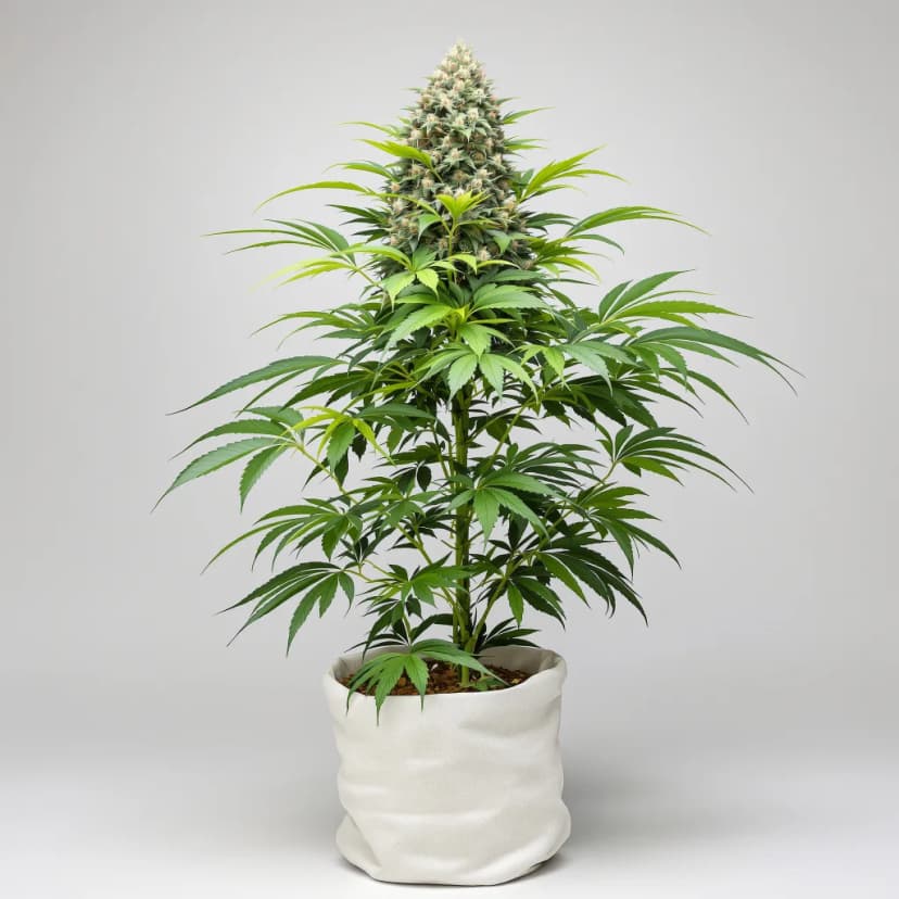 Milky Way feminized cannabis plant