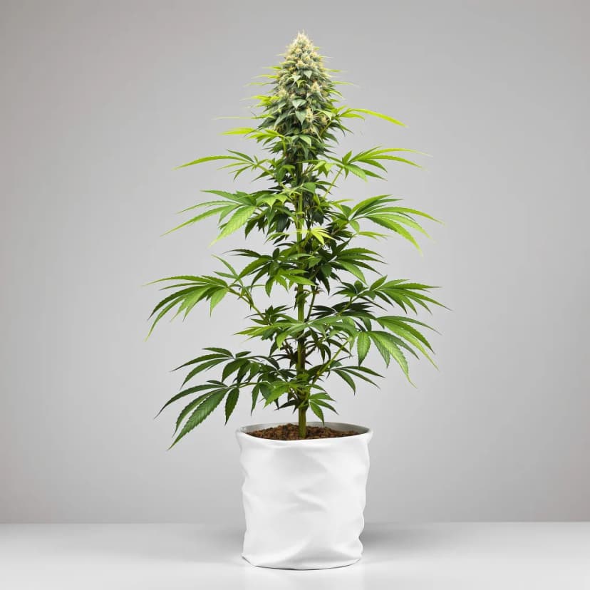 Millennium feminized cannabis plant
