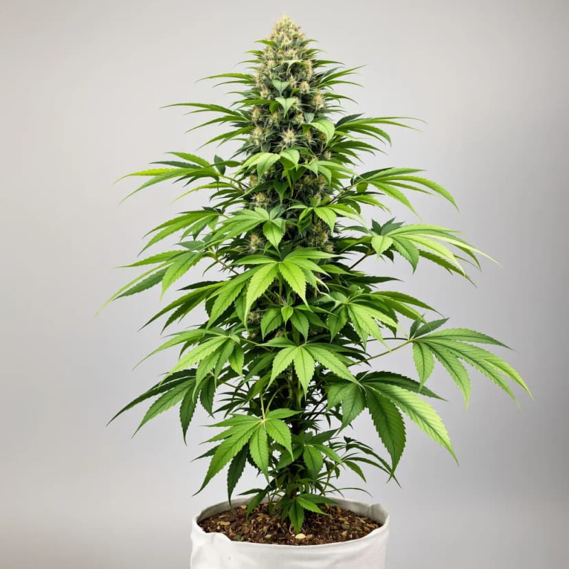 Mimosa feminized cannabis plant