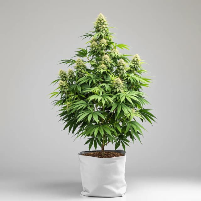 Mint Chocolate Chip autoflower cannabis plant