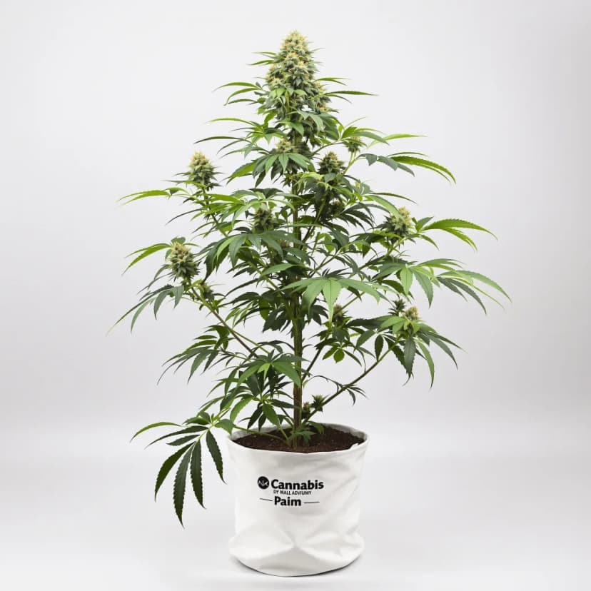 Mint feminized cannabis plant